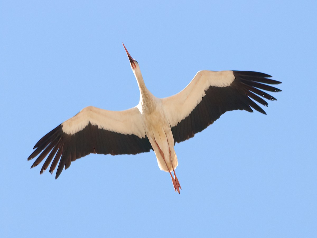 White Stork - Andrew Pryce