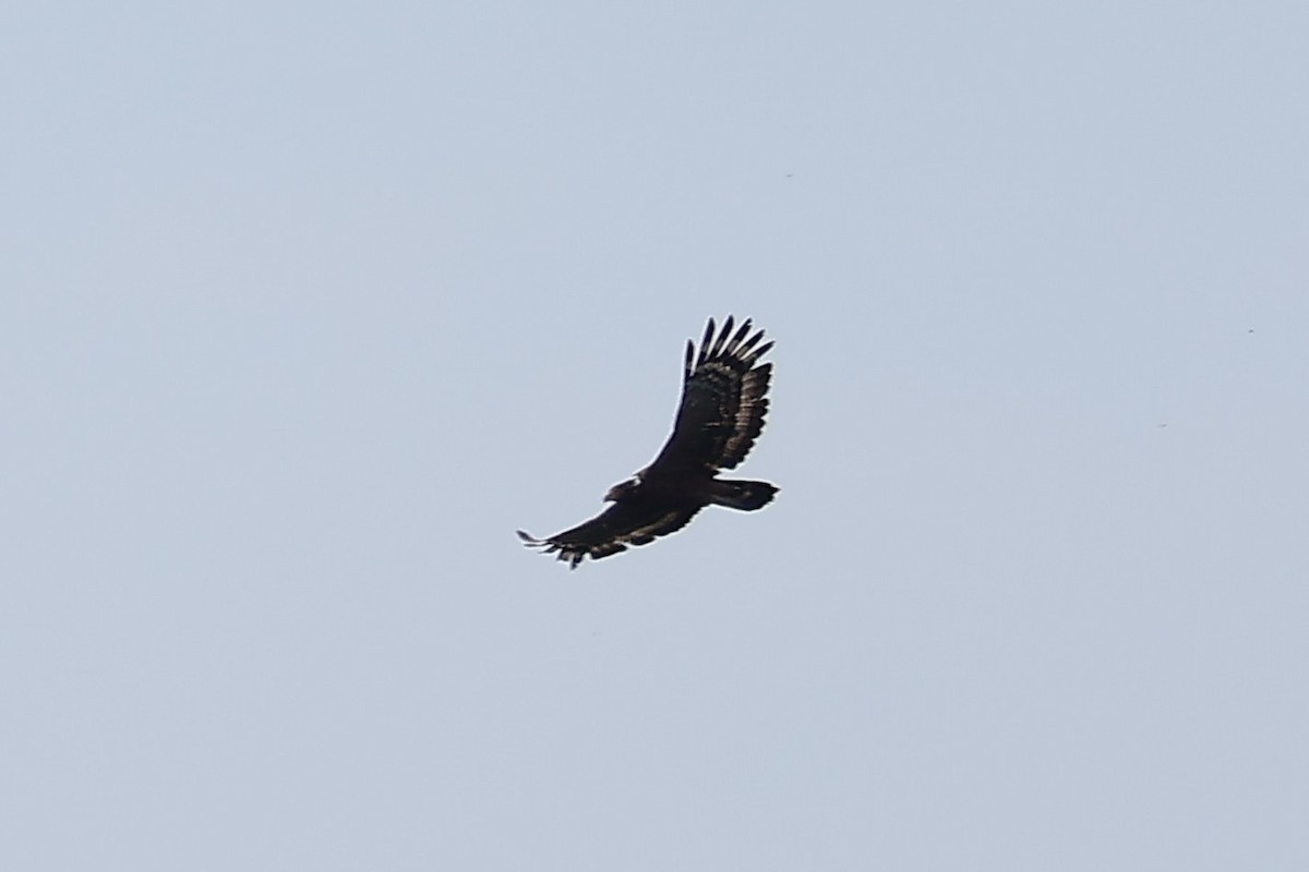 Crested Serpent-Eagle (Crested) - Ying ZHOU