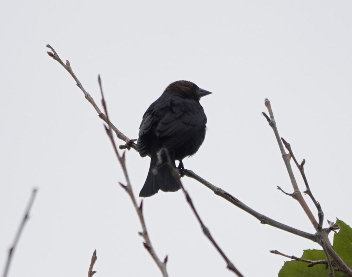 Brown-headed Cowbird - Zhongyu Wang