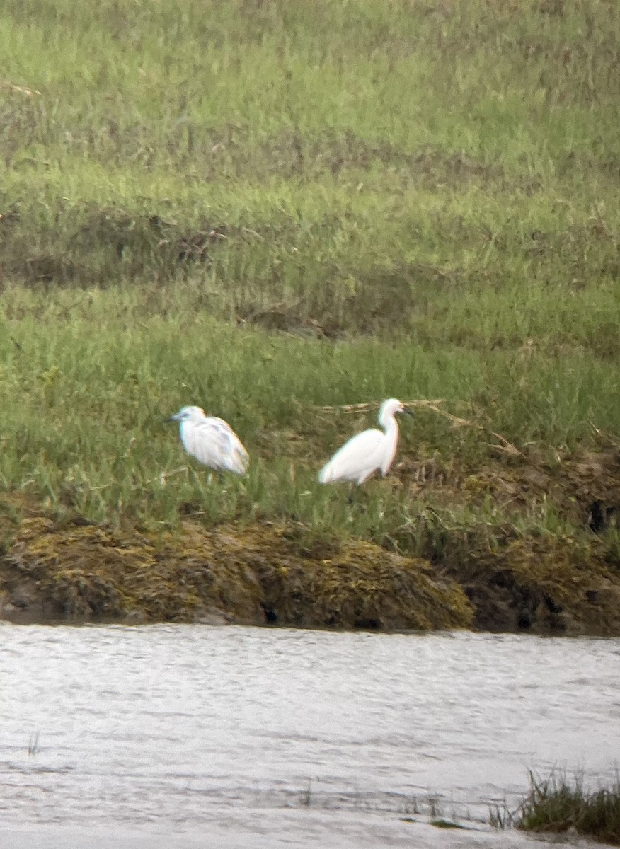 Little Blue Heron - Rick Heil