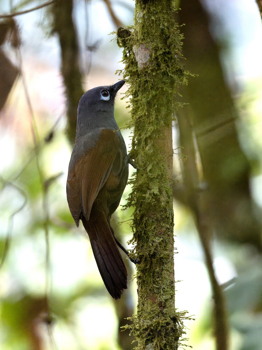 Sunda Laughingthrush - Evelyn Lee