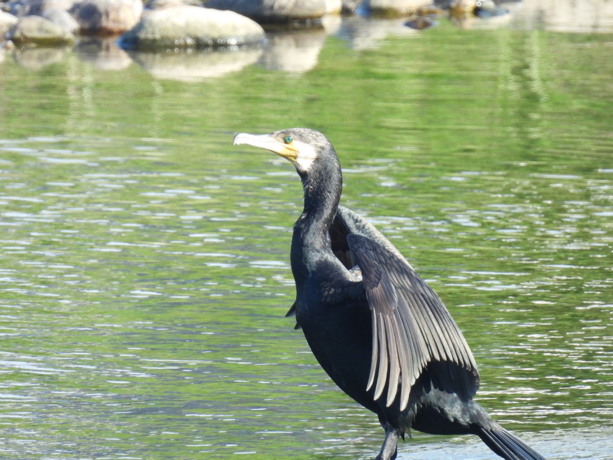 Great Cormorant - Bret Okeson