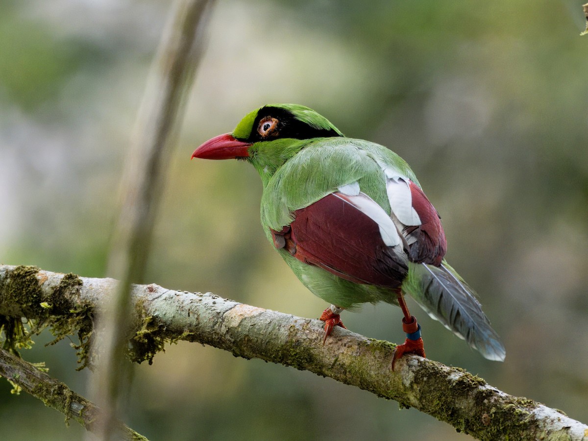 Bornean Green-Magpie - Evelyn Lee