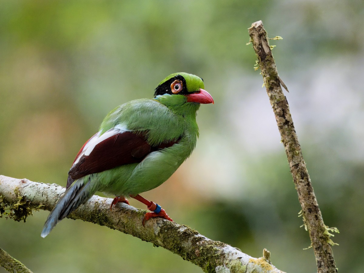 Bornean Green-Magpie - Evelyn Lee