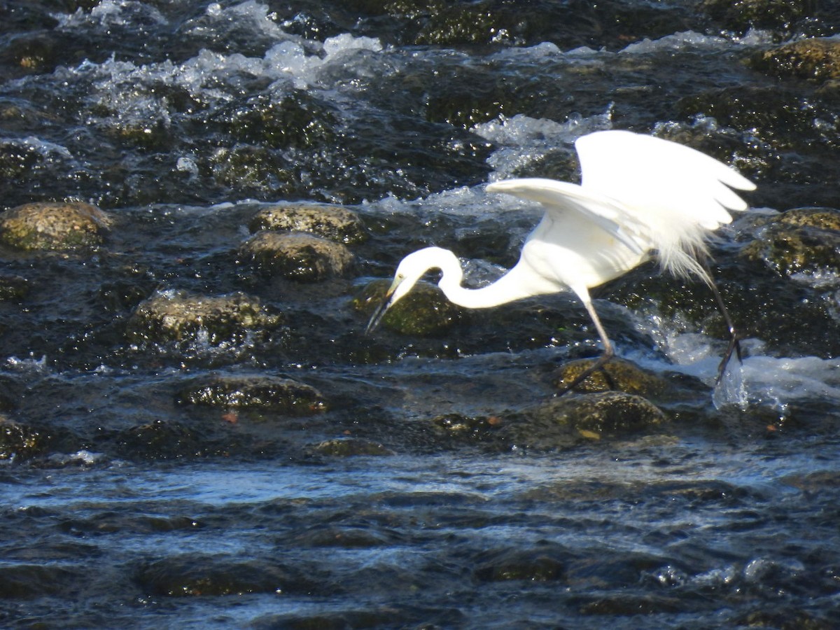 Great Egret - Bret Okeson