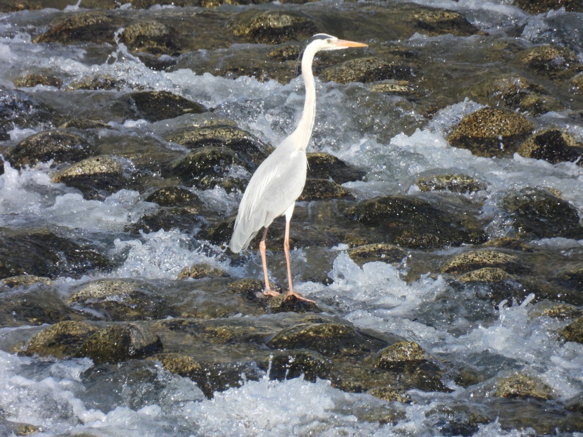 Gray Heron - ML619561271