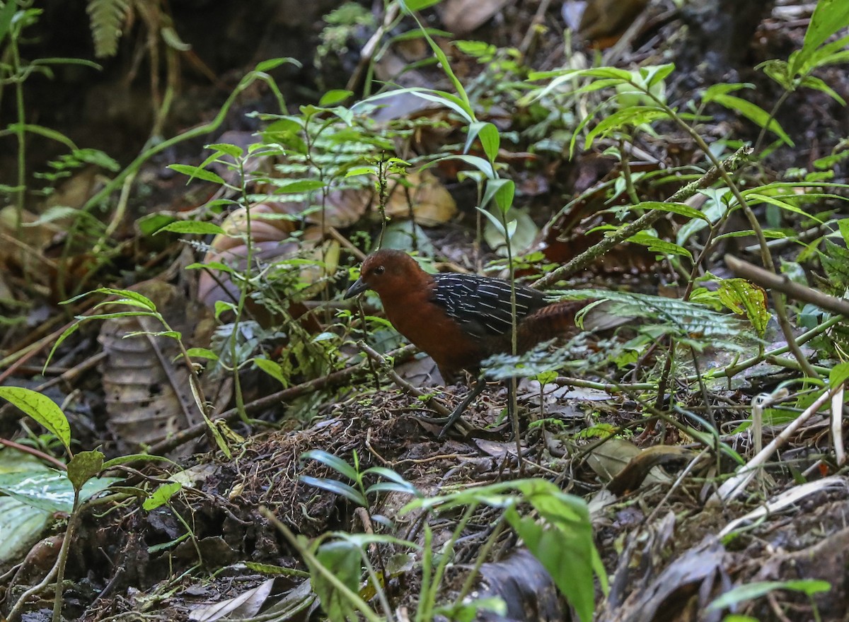 White-striped Forest Rail - Mike Edgecombe