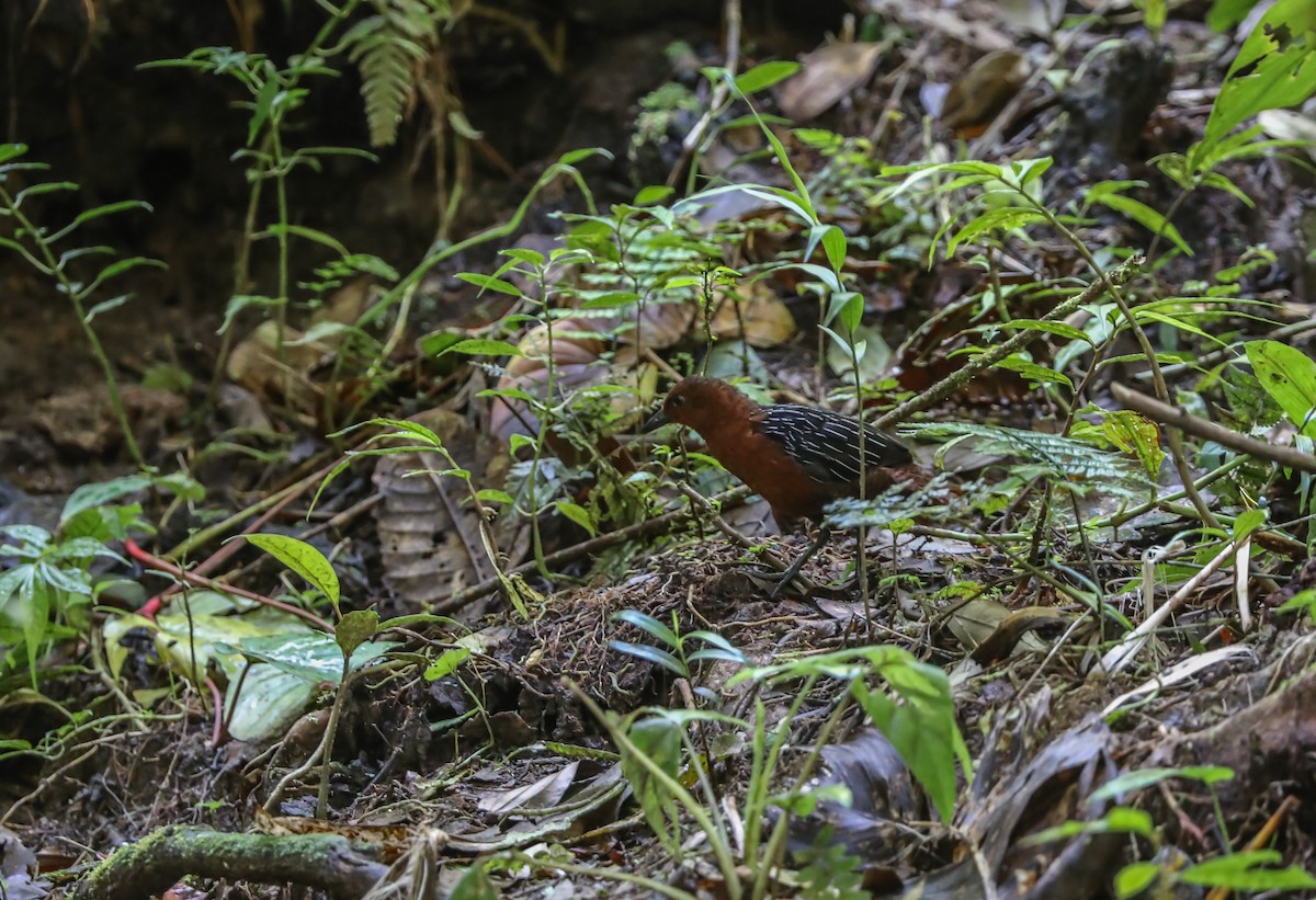 White-striped Forest Rail - Mike Edgecombe