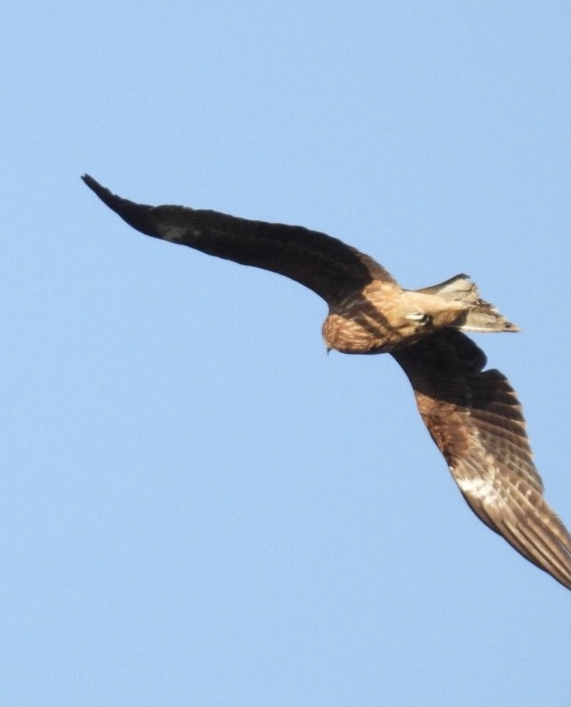 Black Kite - Bret Okeson