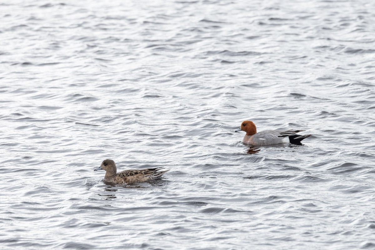 Eurasian Wigeon - Carol Holmes