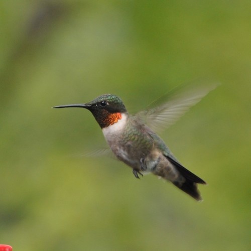 Ruby-throated Hummingbird - Mark Nofsinger