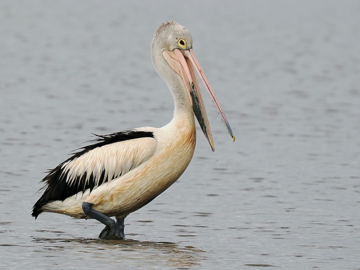 Australian Pelican - Len and Chris Ezzy