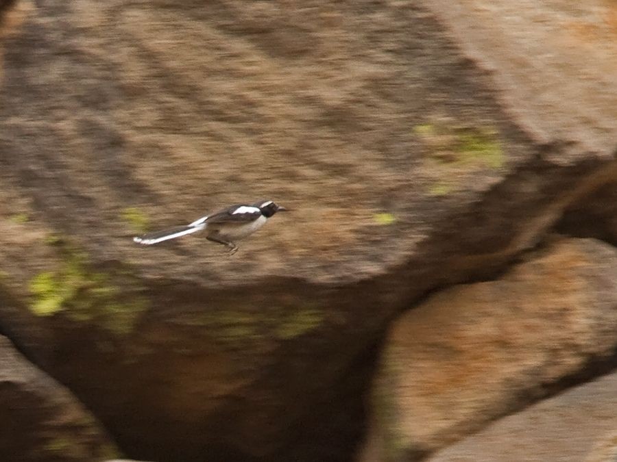 Angola Cave-Chat - Niall D Perrins