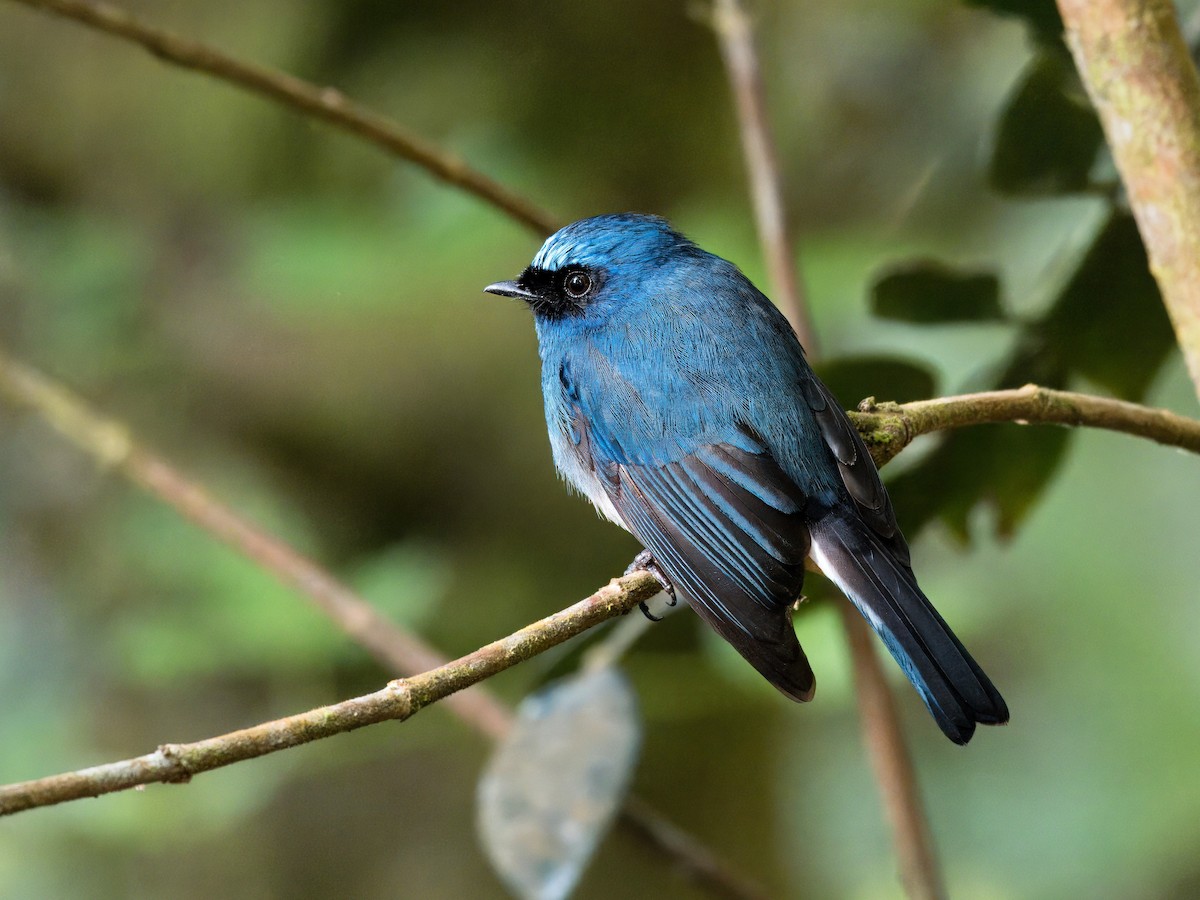 Indigo Flycatcher - Evelyn Lee