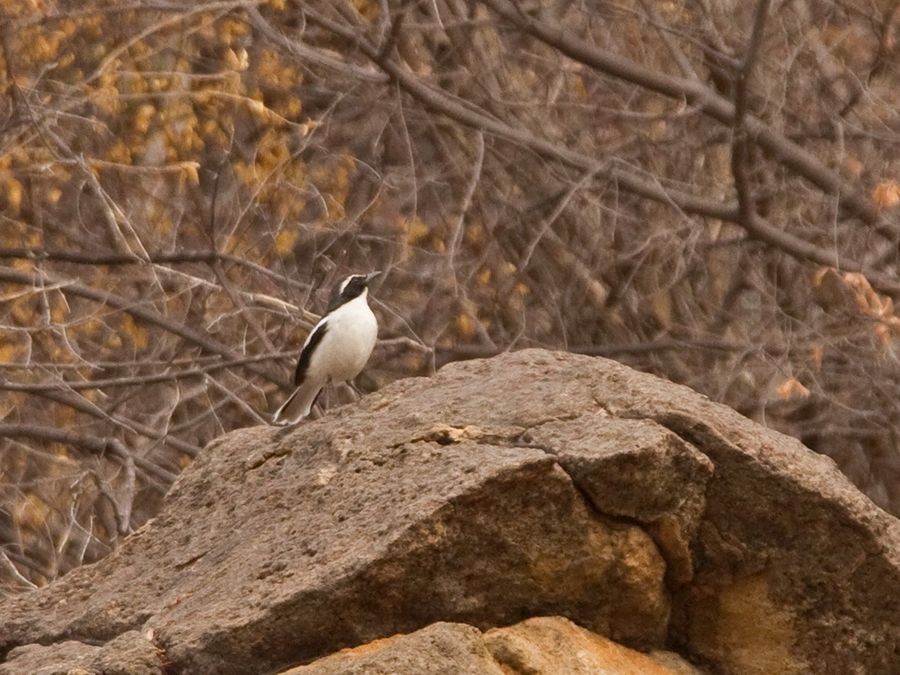 Angola Cave-Chat - Niall D Perrins