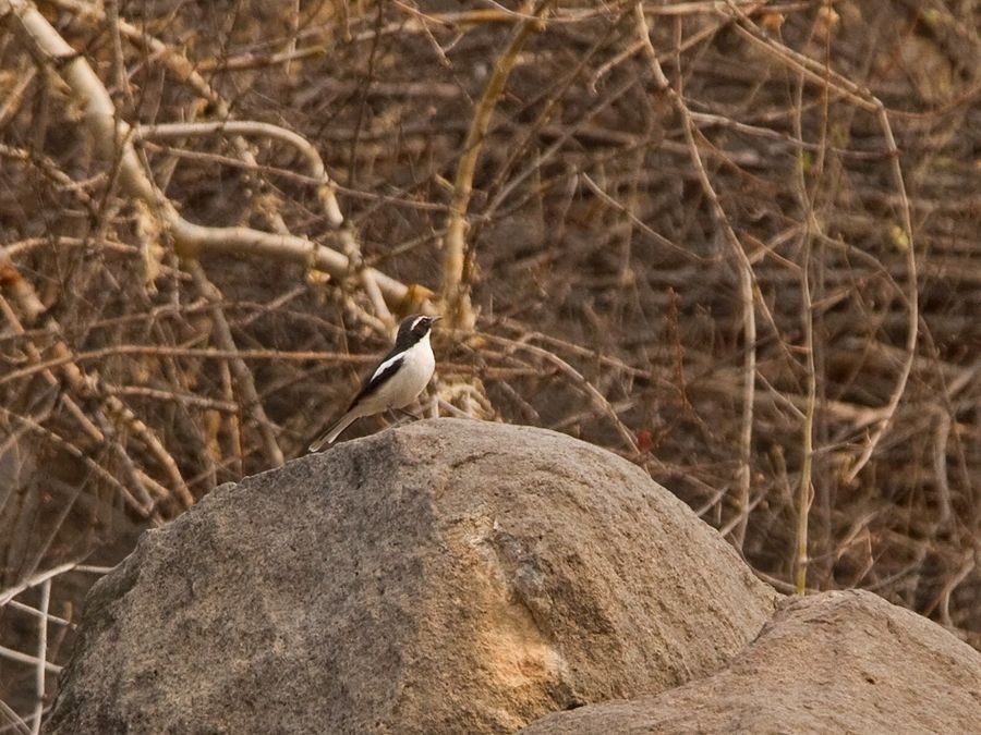 Angola Cave-Chat - Niall D Perrins