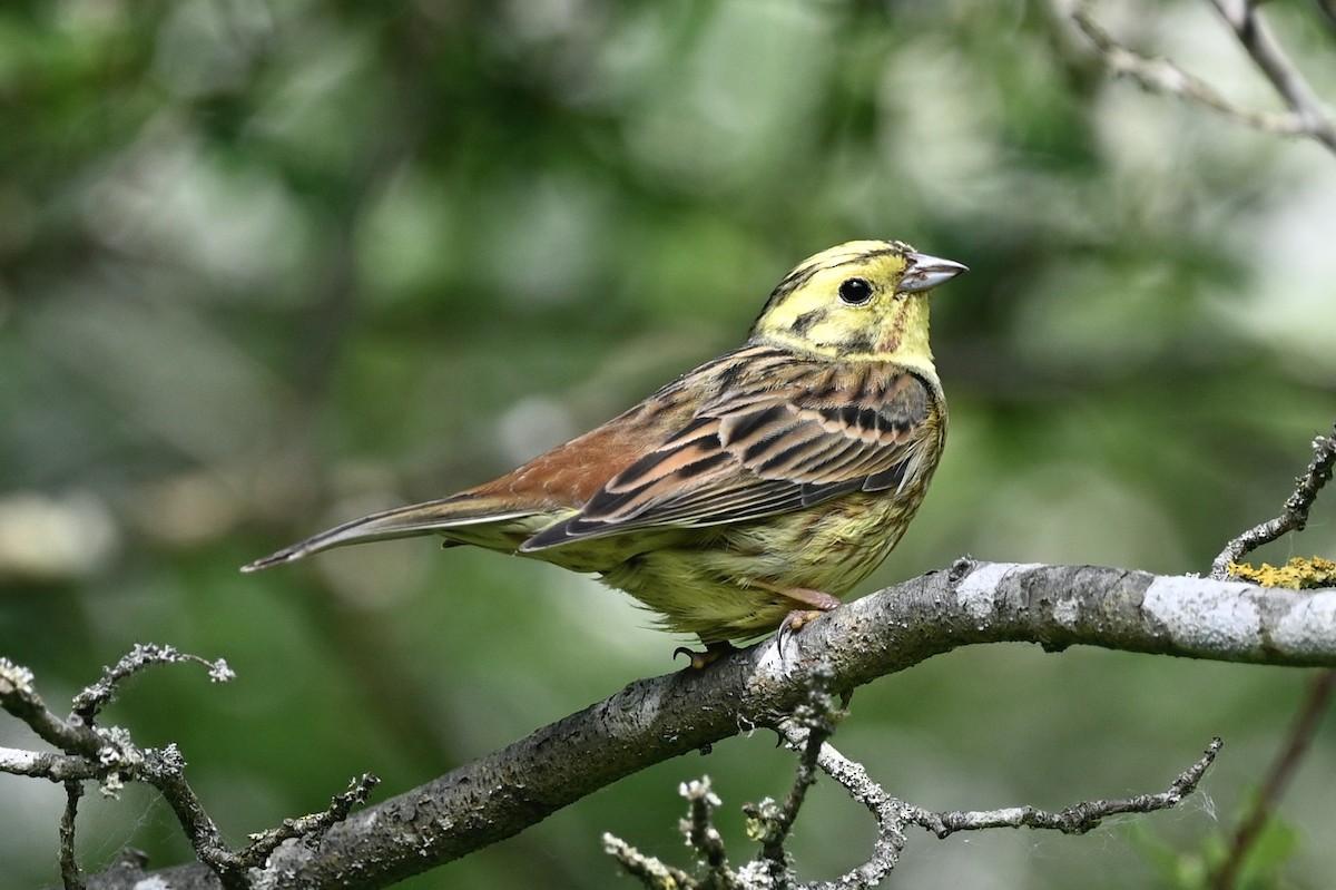 Yellowhammer - julie desrosiers