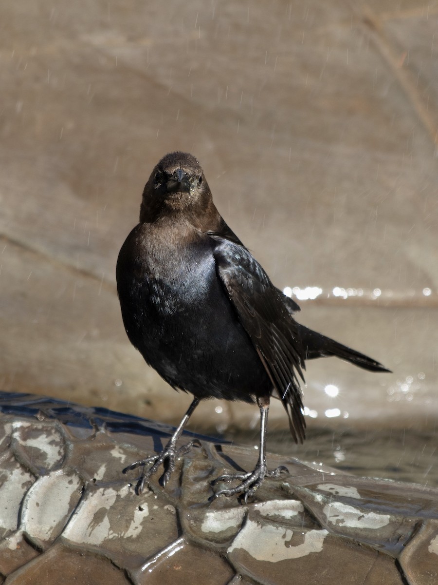 Brown-headed Cowbird - Rene sun