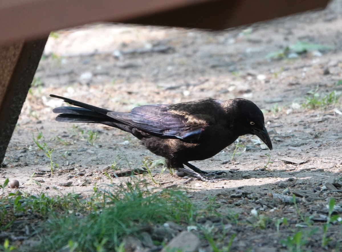 Common Grackle - Zhongyu Wang