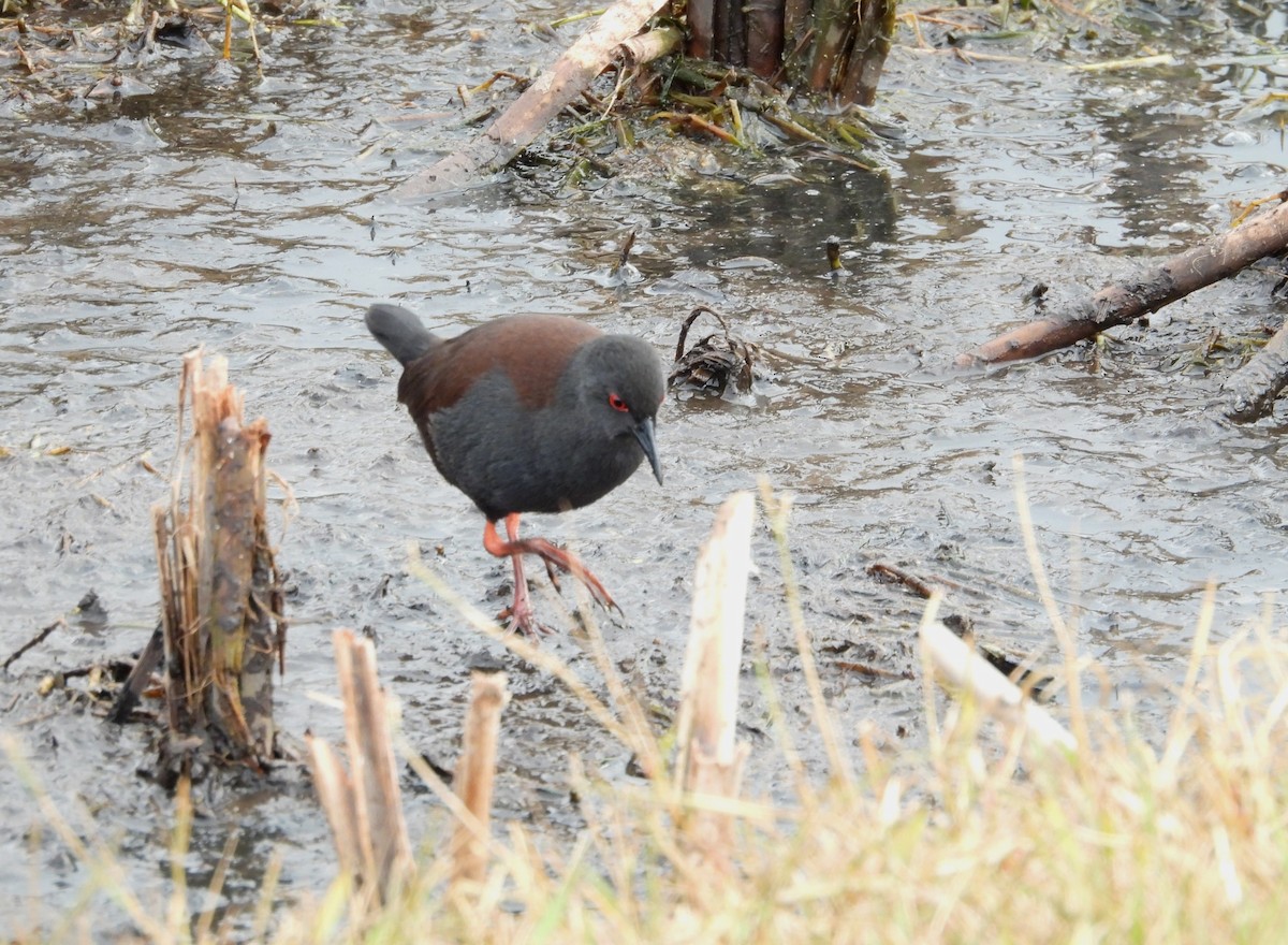 Spotless Crake - Joanne Thompson