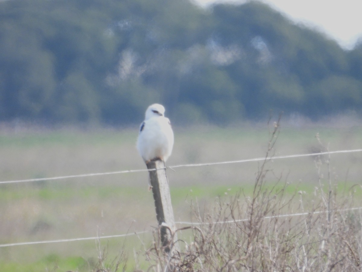 Black-shouldered Kite - Joanne Thompson