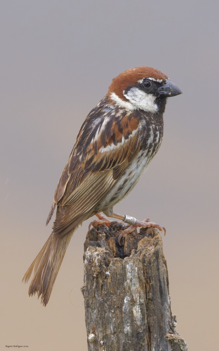 Spanish Sparrow - Rogério Rodrigues