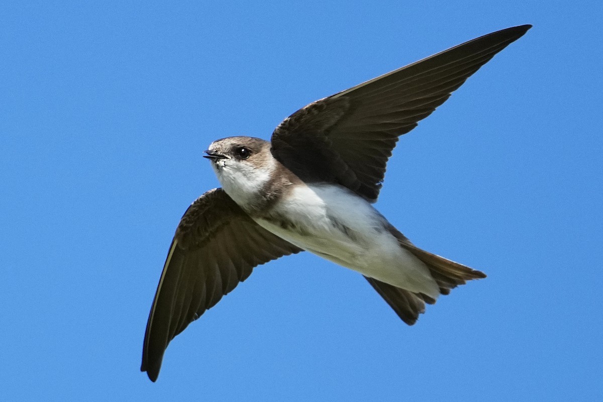 Bank Swallow - David Mou