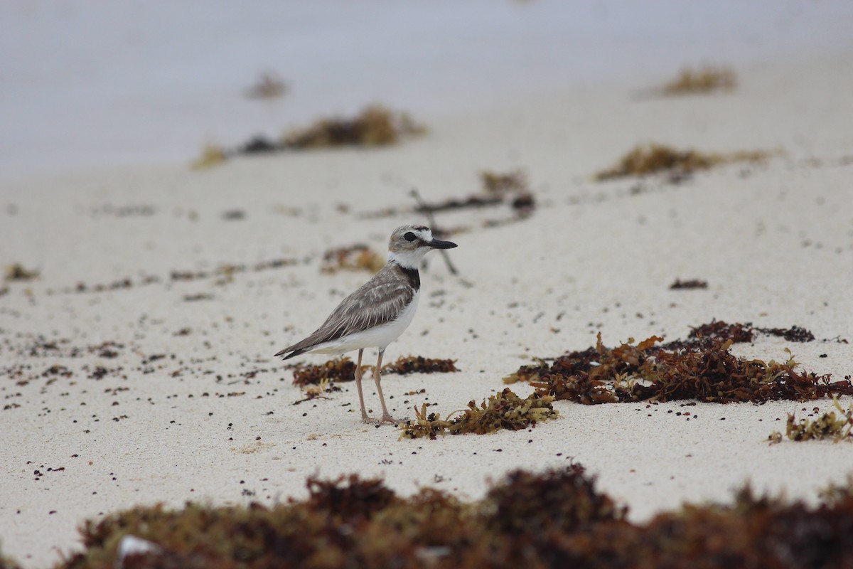 Wilson's Plover - Jamie Adams