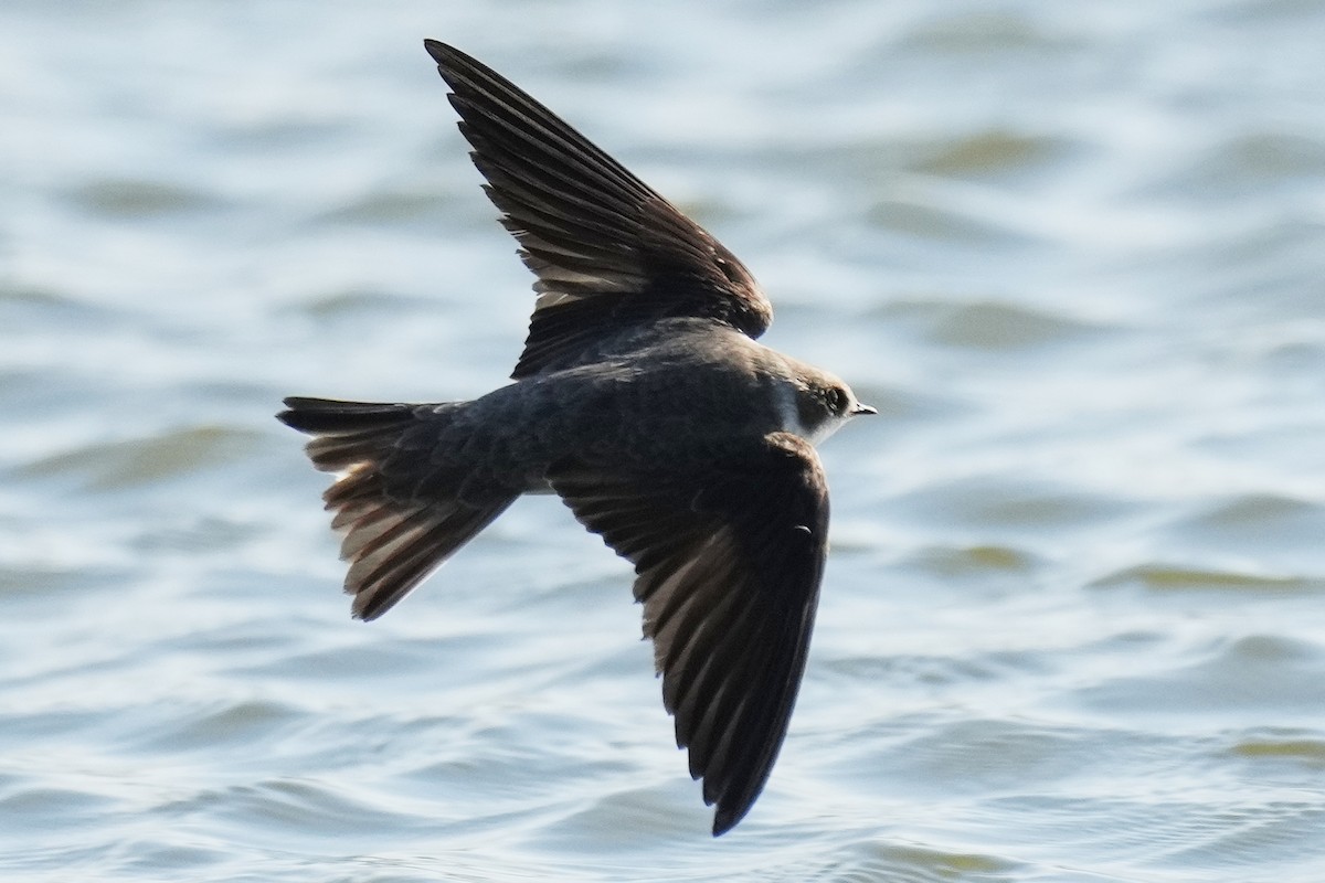 Bank Swallow - David Mou