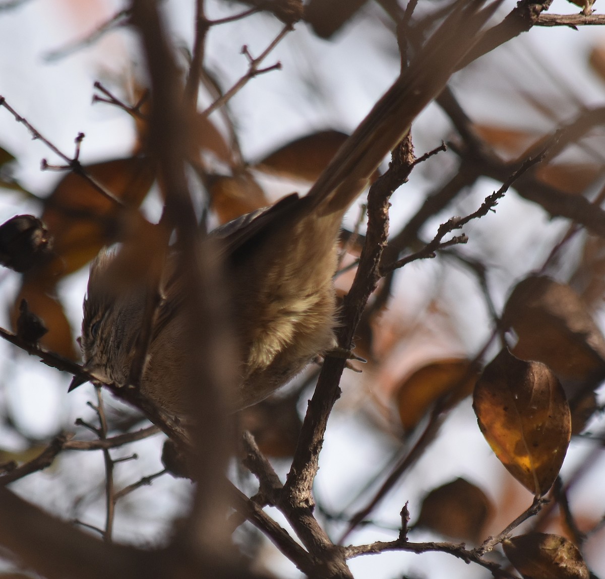 Tufted Tit-Spinetail - ML619561324