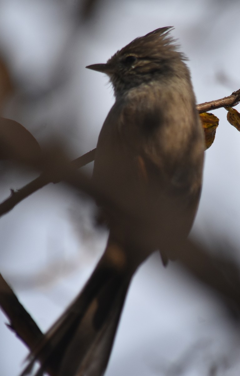 Tufted Tit-Spinetail - ML619561325