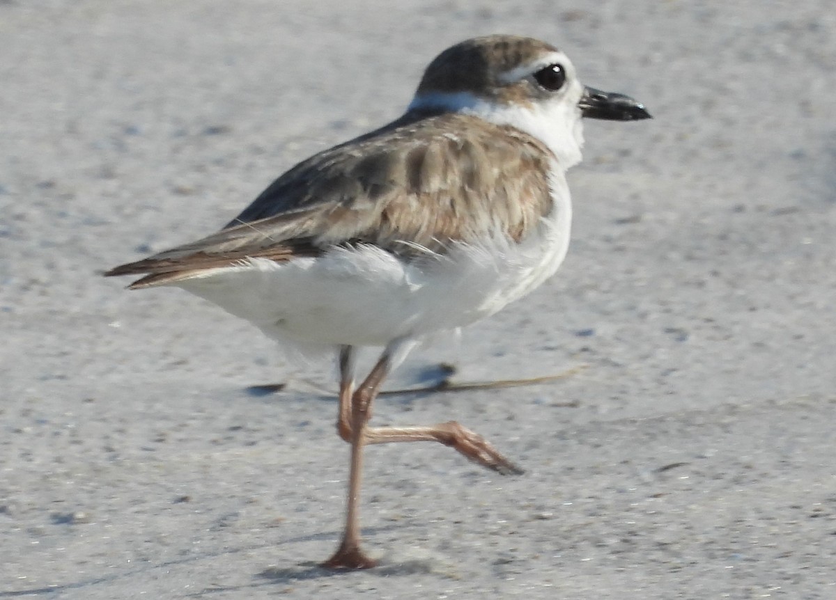 Wilson's Plover - Eric Haskell