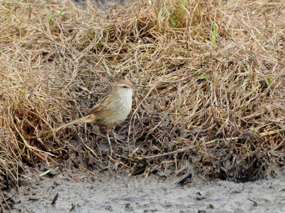 Little Grassbird - Joanne Thompson