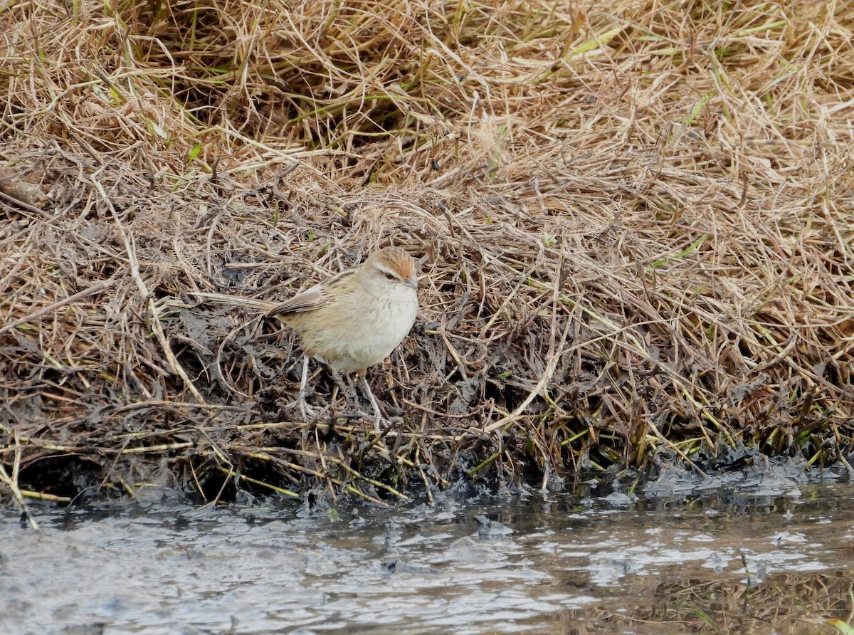 Little Grassbird - ML619561334