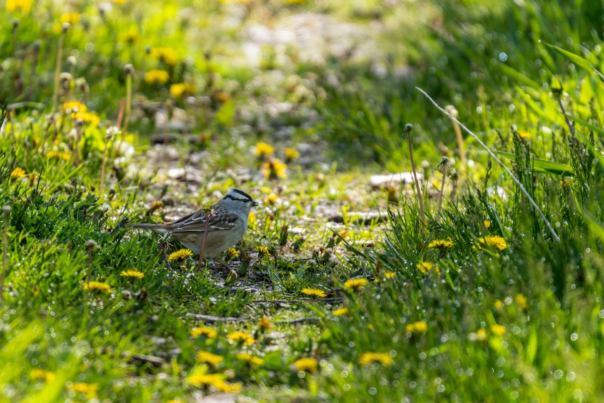 White-crowned Sparrow - Matt Saunders