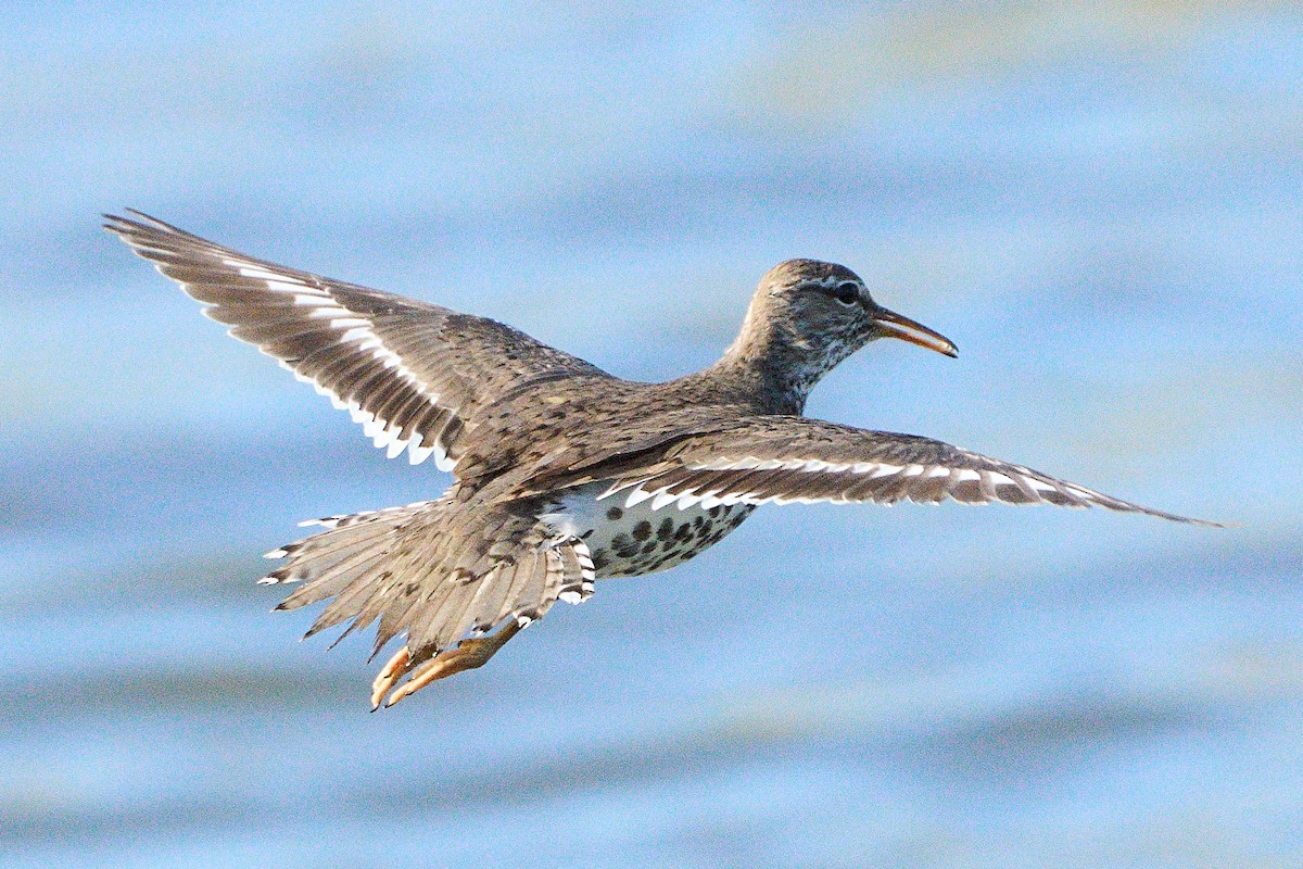 Spotted Sandpiper - David Mou