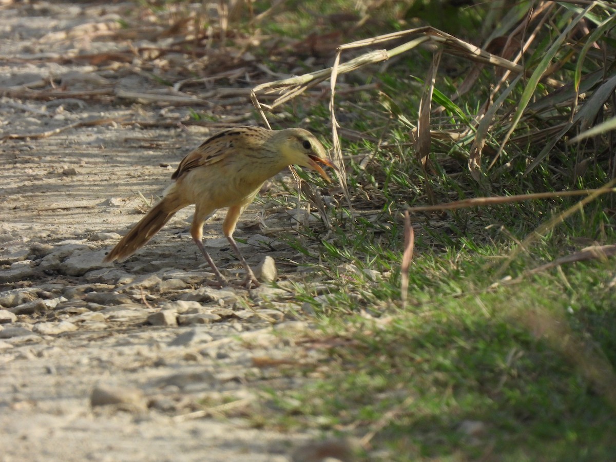 Sperlingsvogel, unbestimmt - ML619561343