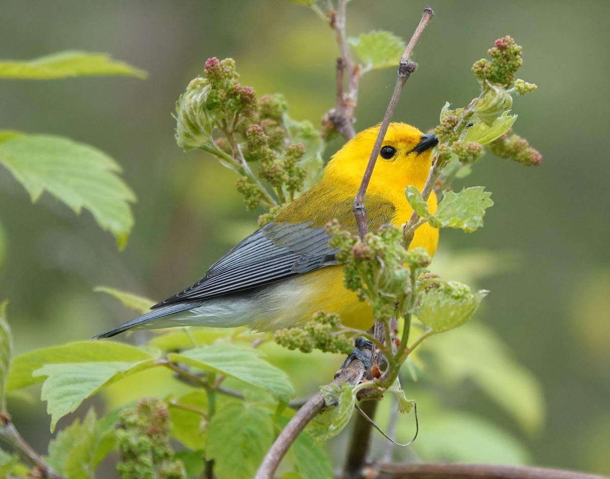 Prothonotary Warbler - Zhongyu Wang