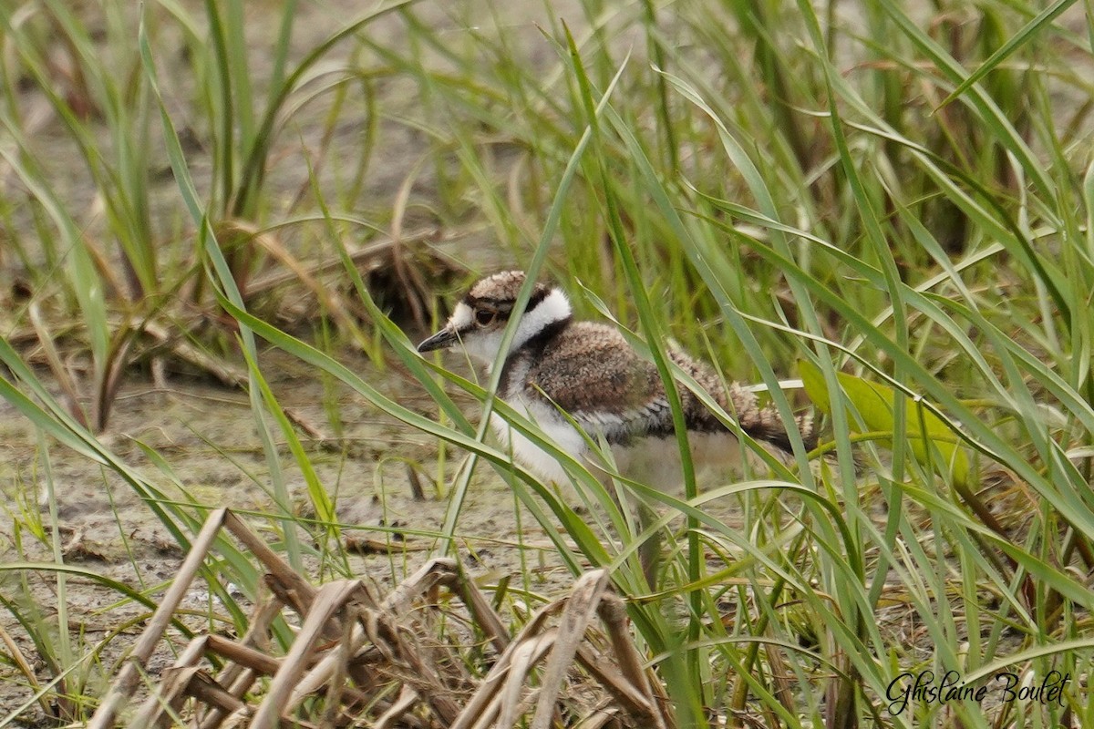 Killdeer - Réal Boulet 🦆