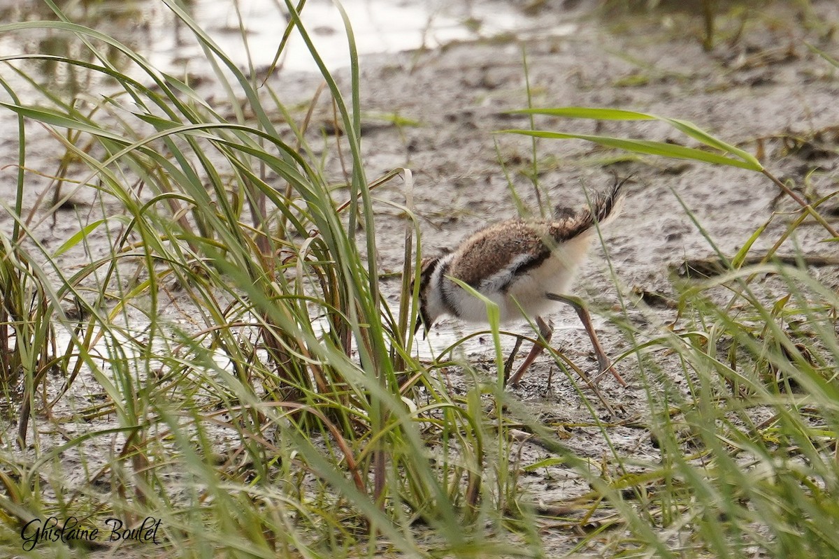 Killdeer - Réal Boulet 🦆