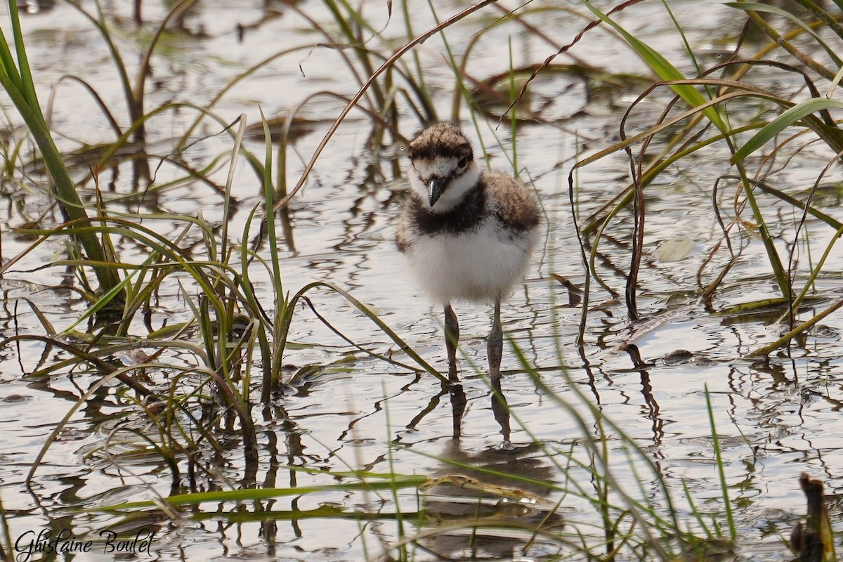 Killdeer - Réal Boulet 🦆