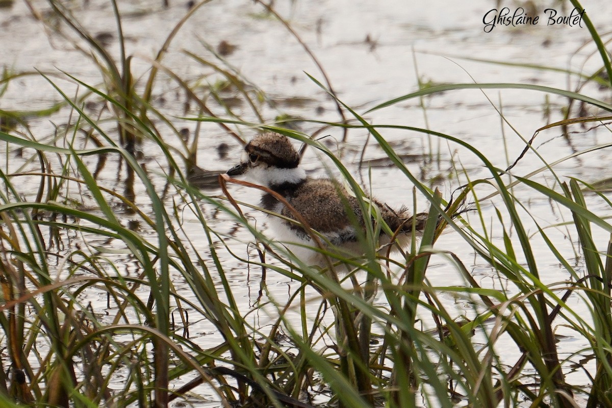 Killdeer - Réal Boulet 🦆