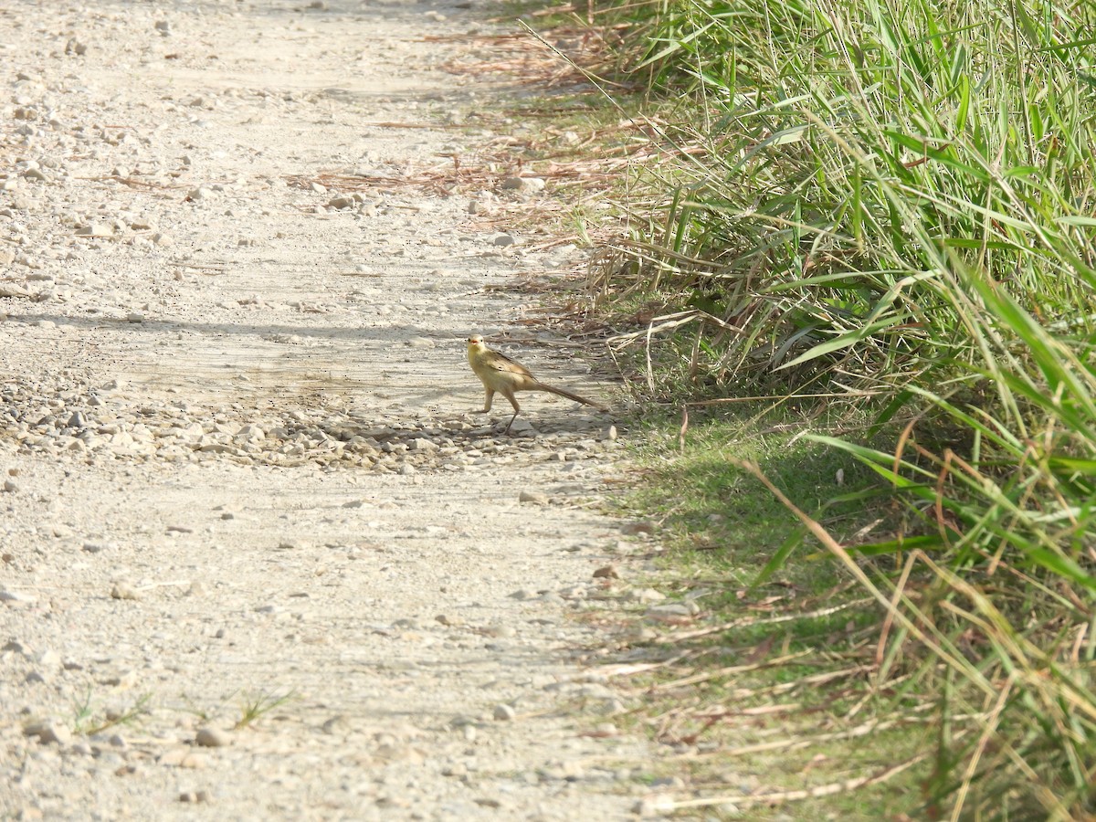 passerine sp. - Erik Meijaard