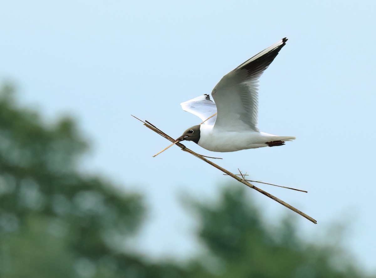 Black-headed Gull - Albert Noorlander