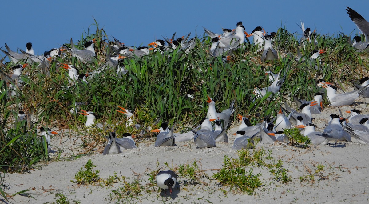 Royal Tern - Eric Haskell