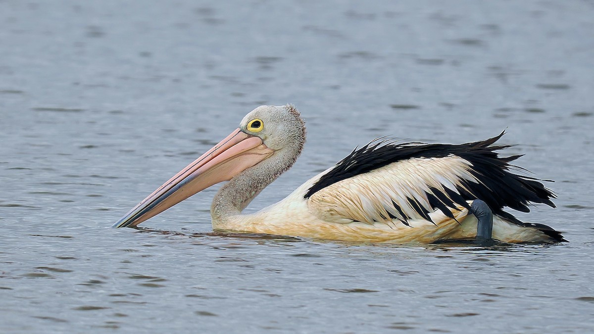 Australian Pelican - Len and Chris Ezzy