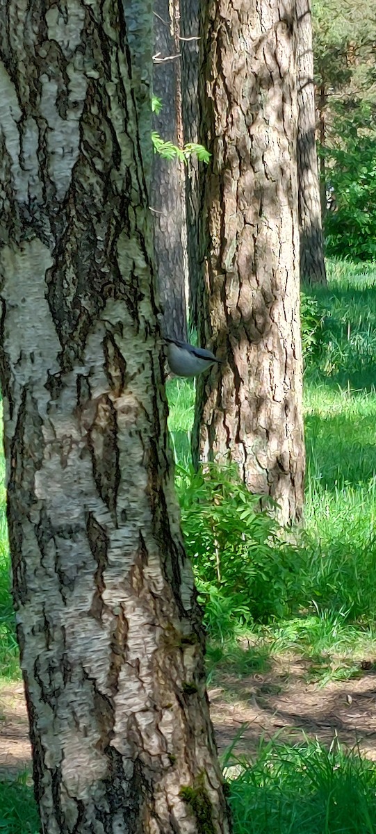 Eurasian Nuthatch - ML619561373