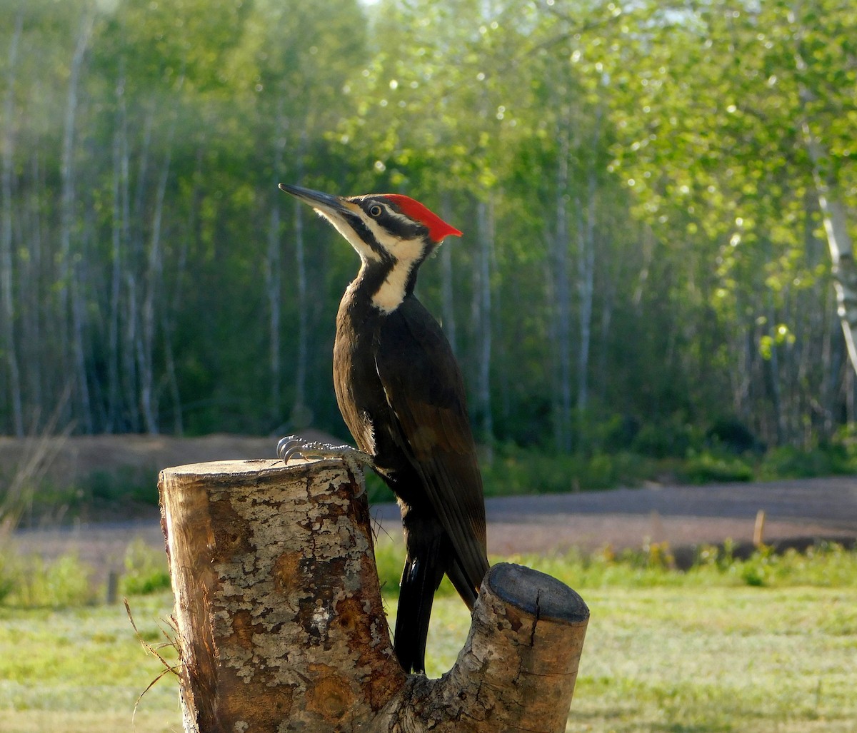 Pileated Woodpecker - Karen Cook