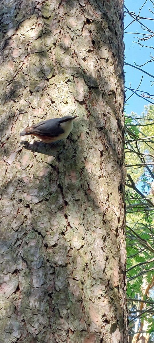 Eurasian Nuthatch - ML619561376