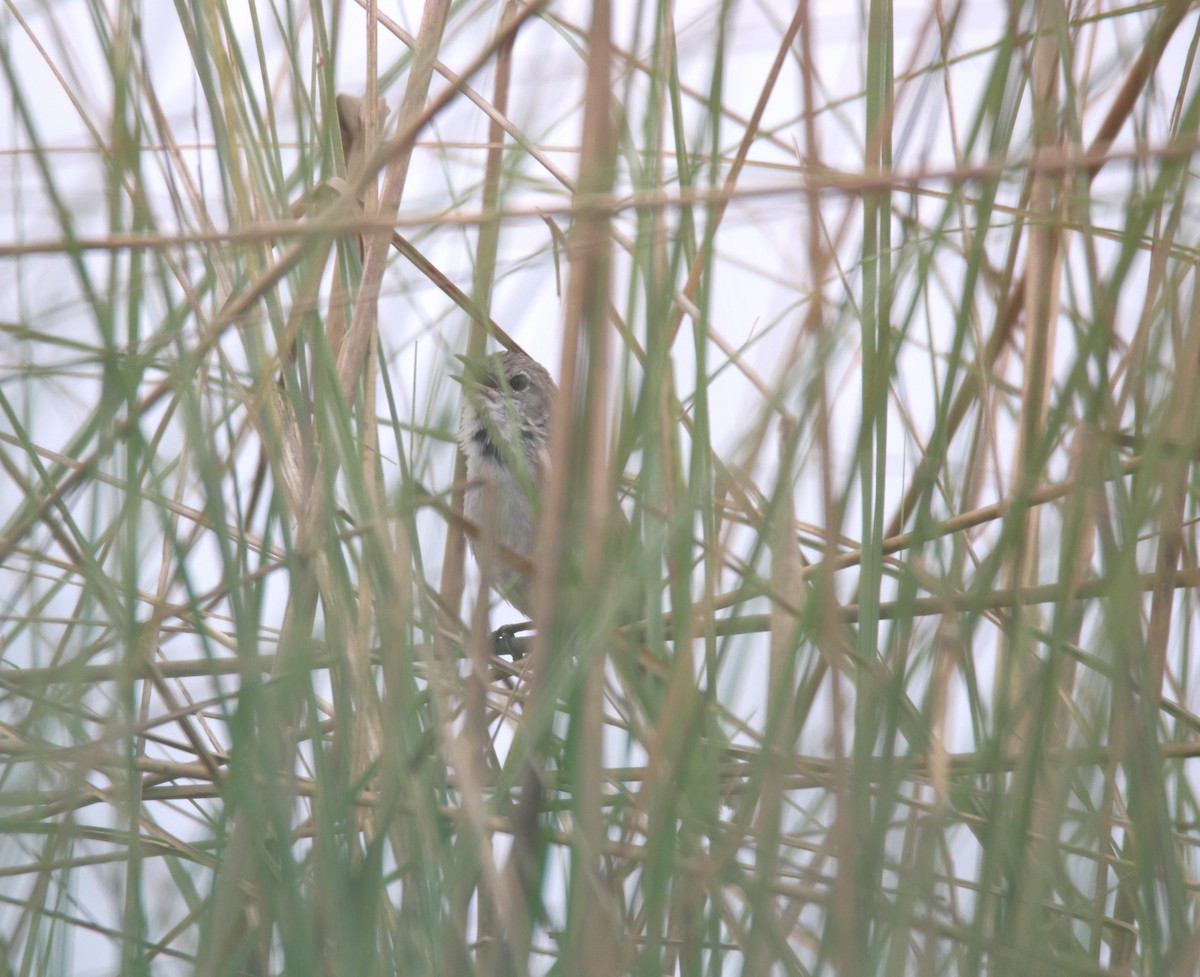 Swamp Grass Babbler - Praveen H N